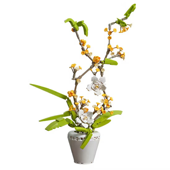 fragrans 430PCS